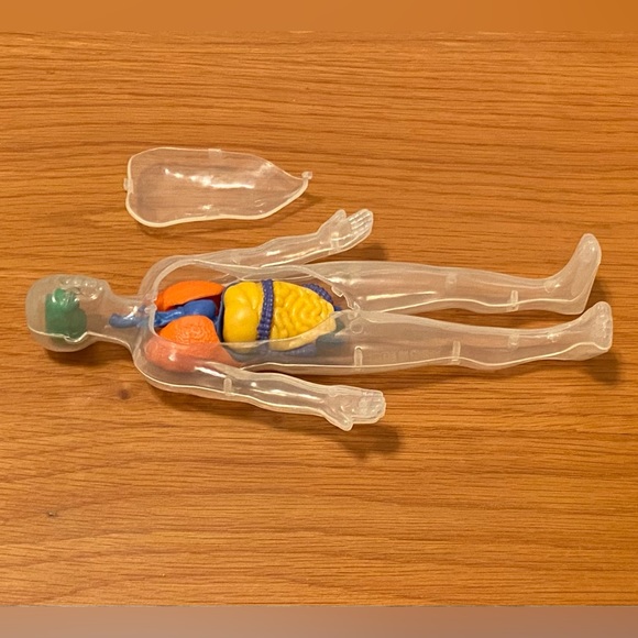 Human Body Anatomy Model Figure - Greenbrier International - 8" H - Picture 5 of 5